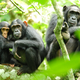 Illustration for article titled Its About To Get A Lot Harder To Experiment On Chimps